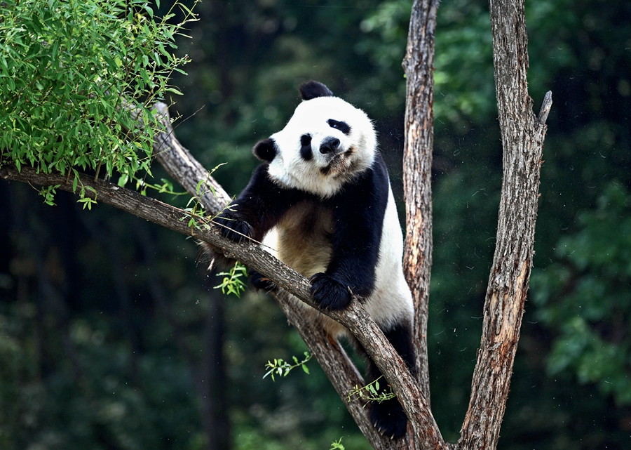 Panda – China’s National Treasure