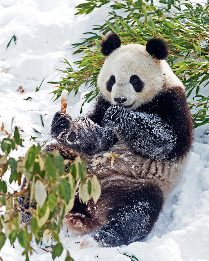 Panda – China’s National Treasure