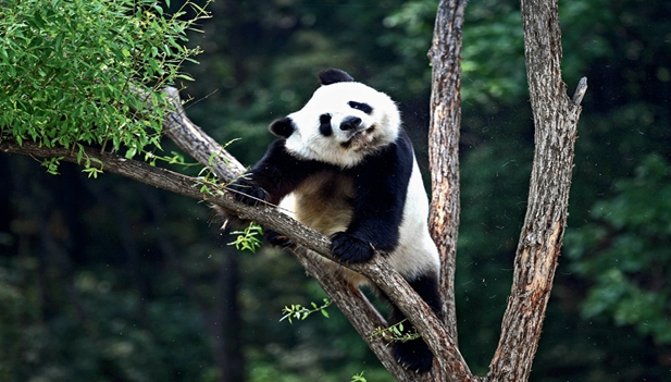 Panda – China's National Treasure Panda – China's National Treasure
