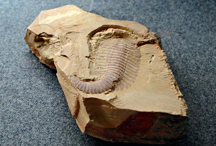 a treasure trove of fossils