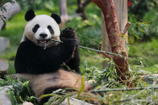 Les étrangers ont une connaissance plutôt sommaire des symboles de la Chine