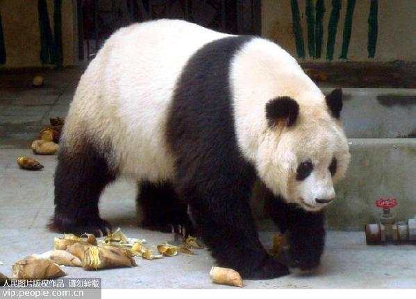 Le plus vieux panda femelle du Sichuan décède à 34 ans