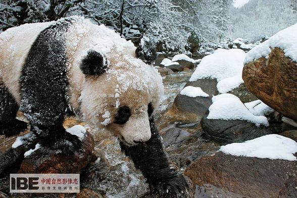 Publication du premier dossier d’images de la nature de la Chine