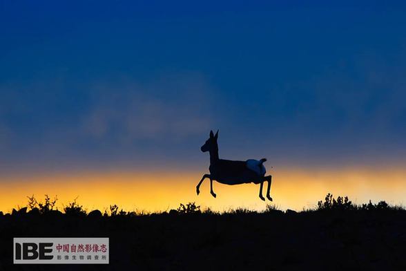 Publication du premier dossier d’images de la nature de la Chine