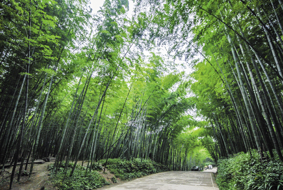 Le bambou en Chine, une histoire riche de sens
