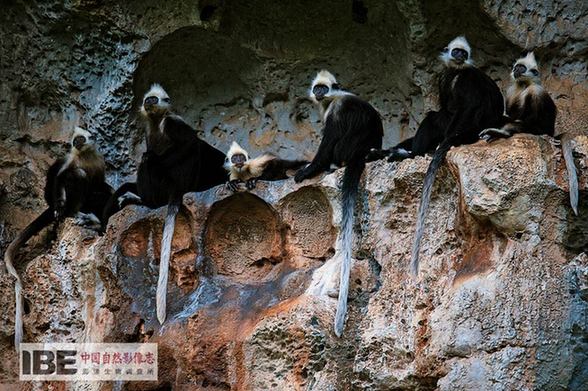 Publication du premier dossier d’images de la nature de la Chine