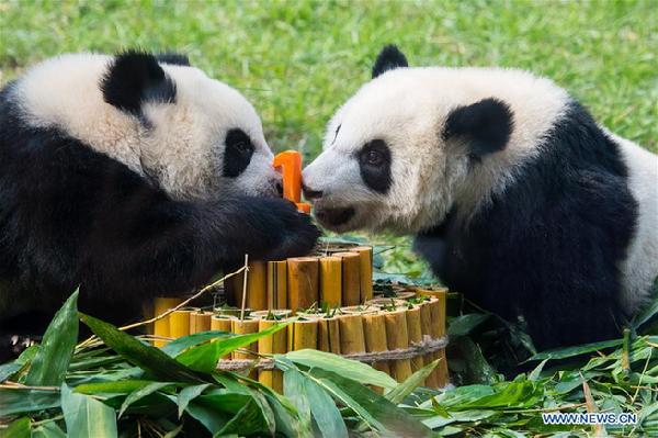 Les petits pandas jumeaux de Macao célèbrent leur premier anniversaire